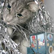 Blanding af racer Pusser