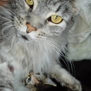 Maine Coon DK Wildenrath's Aske RIP