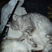 Maine Coon DK Wildenrath's Aske RIP