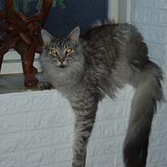 Maine Coon DK Wildenrath's Aske RIP