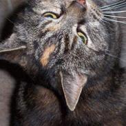 Blanding af racer Emma