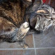 Blanding af racer Emma