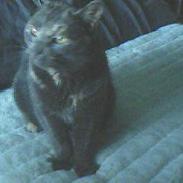 British Shorthair smokey