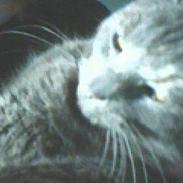 British Shorthair smokey