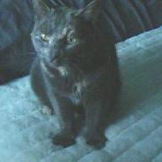 British Shorthair smokey