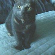 British Shorthair smokey