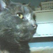 British Shorthair smokey