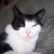 Blanding af racer Black Jack (MI)