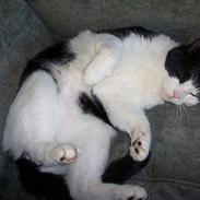 Blanding af racer Black Jack (MI)