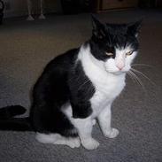 Blanding af racer Black Jack (MI)