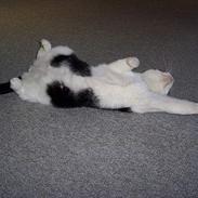 Blanding af racer Black Jack (MI)