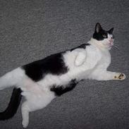 Blanding af racer Black Jack (MI)