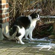 Blanding af racer Malthe 1998-2014