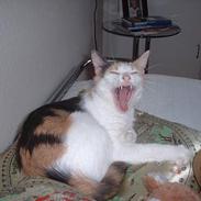 Blanding af racer Skizo