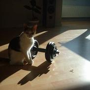 Blanding af racer Skizo