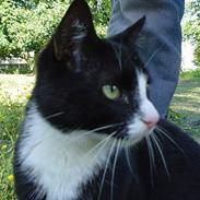 Blanding af racer Tarzan