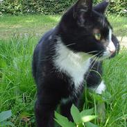 Blanding af racer Tarzan