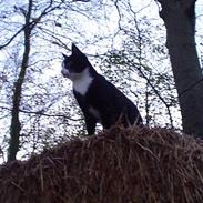 Blanding af racer Tarzan