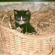 Blanding af racer Tarzan