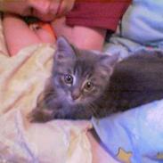 Blanding af racer miv 