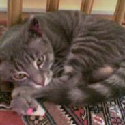 Blanding af racer miv 