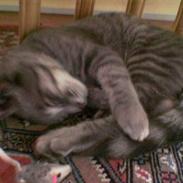 Blanding af racer miv 