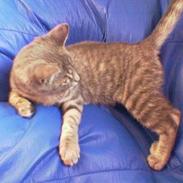 Blanding af racer miv 