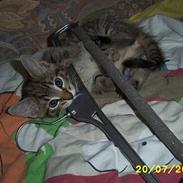 Blanding af racer Hannibal