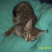 Blanding af racer Hannibal