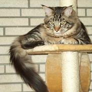 Maine Coon DK Big Coon´s Apollon