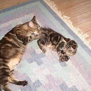 Maine Coon DK Big Coon´s Apollon