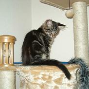 Maine Coon DK Big Coon´s Apollon