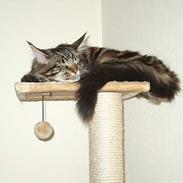 Maine Coon DK Big Coon´s Apollon