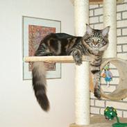 Maine Coon DK Big Coon´s Apollon