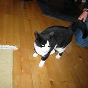 Blanding af racer Pongo