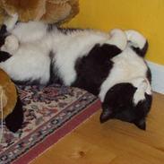 Blanding af racer Pongo