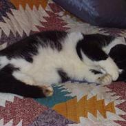 Blanding af racer Pongo