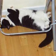 Blanding af racer Pongo