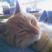 Blanding af racer Garfield