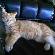 Blanding af racer Garfield