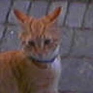 Blanding af racer Garfield