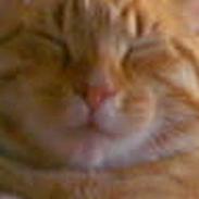 Blanding af racer Garfield