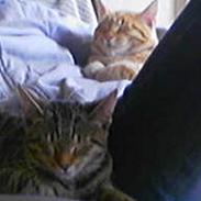 Blanding af racer Garfield