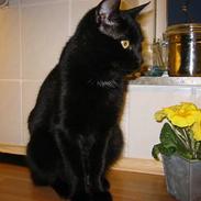 Blanding af racer Plet