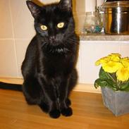 Blanding af racer Plet