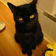 Blanding af racer Plet