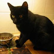 Blanding af racer Plet