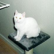 Blanding af racer Freja og Molly