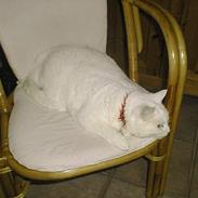 Blanding af racer Freja og Molly