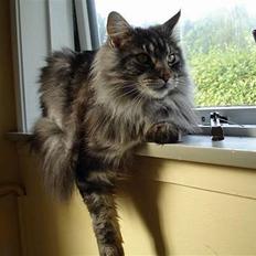 Maine Coon DK Maine Streams BENJAMIN